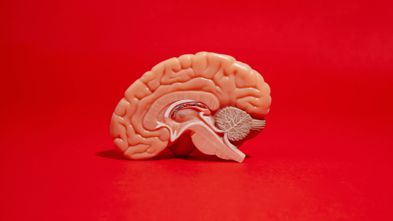 healthy brain