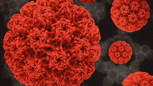 Safeguarding Women’s Health: The Importance of HPV Testing featured image