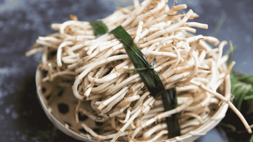 魚腥草