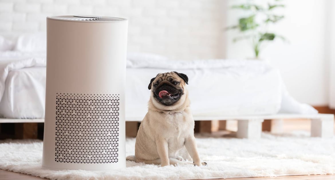 空氣清新機和小狗在地上