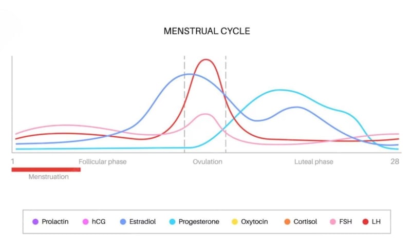 Normal Menstrual Cycle OT&P