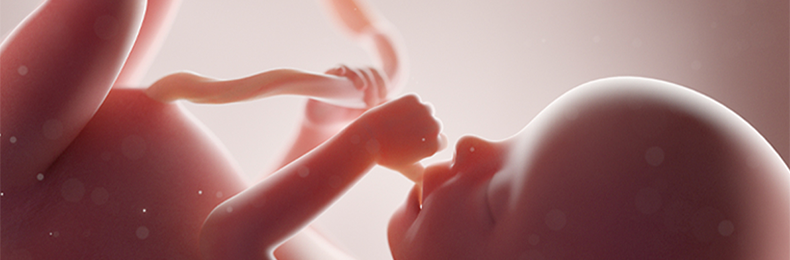 13 Weeks Pregnant - Pregnancy Symptoms & Baby Development | OT&P