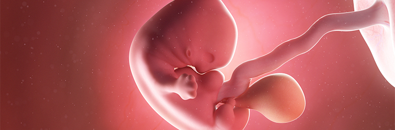 7 Weeks Pregnant - Symptoms & Baby Development | OT&P