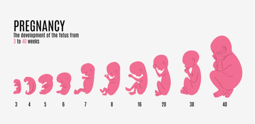 Pregnancy_3to40weeks