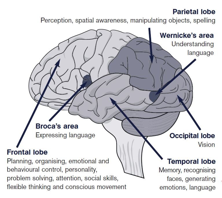 Executive Functions and Corresponding Brain Areas