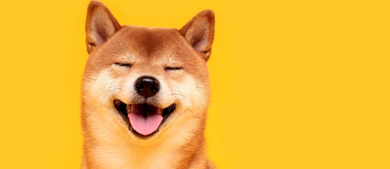 令人產生多巴胺的微笑柴犬