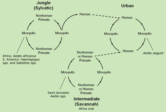 yellow fever transmission cycle