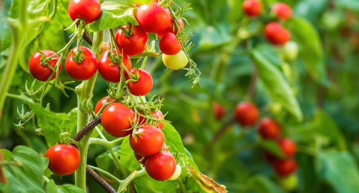 基因改造超級蕃茄