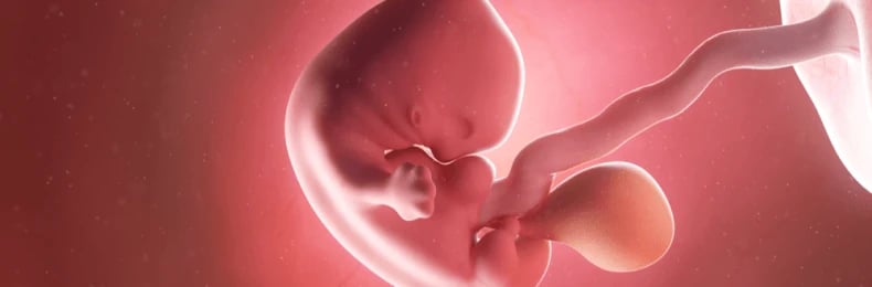 img-pregnancy-week7-fetus