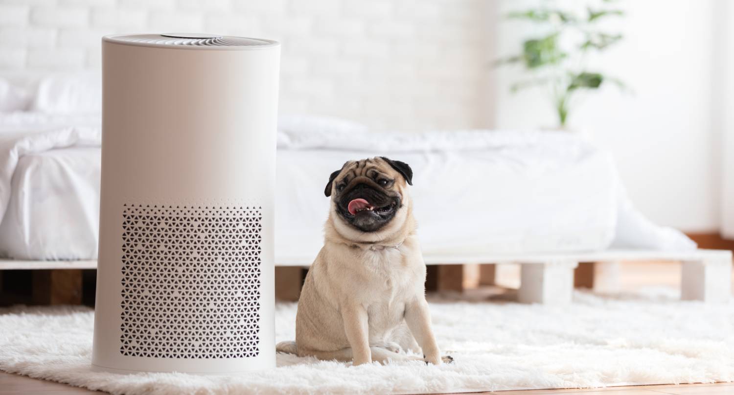 空氣清新機和小狗在地上