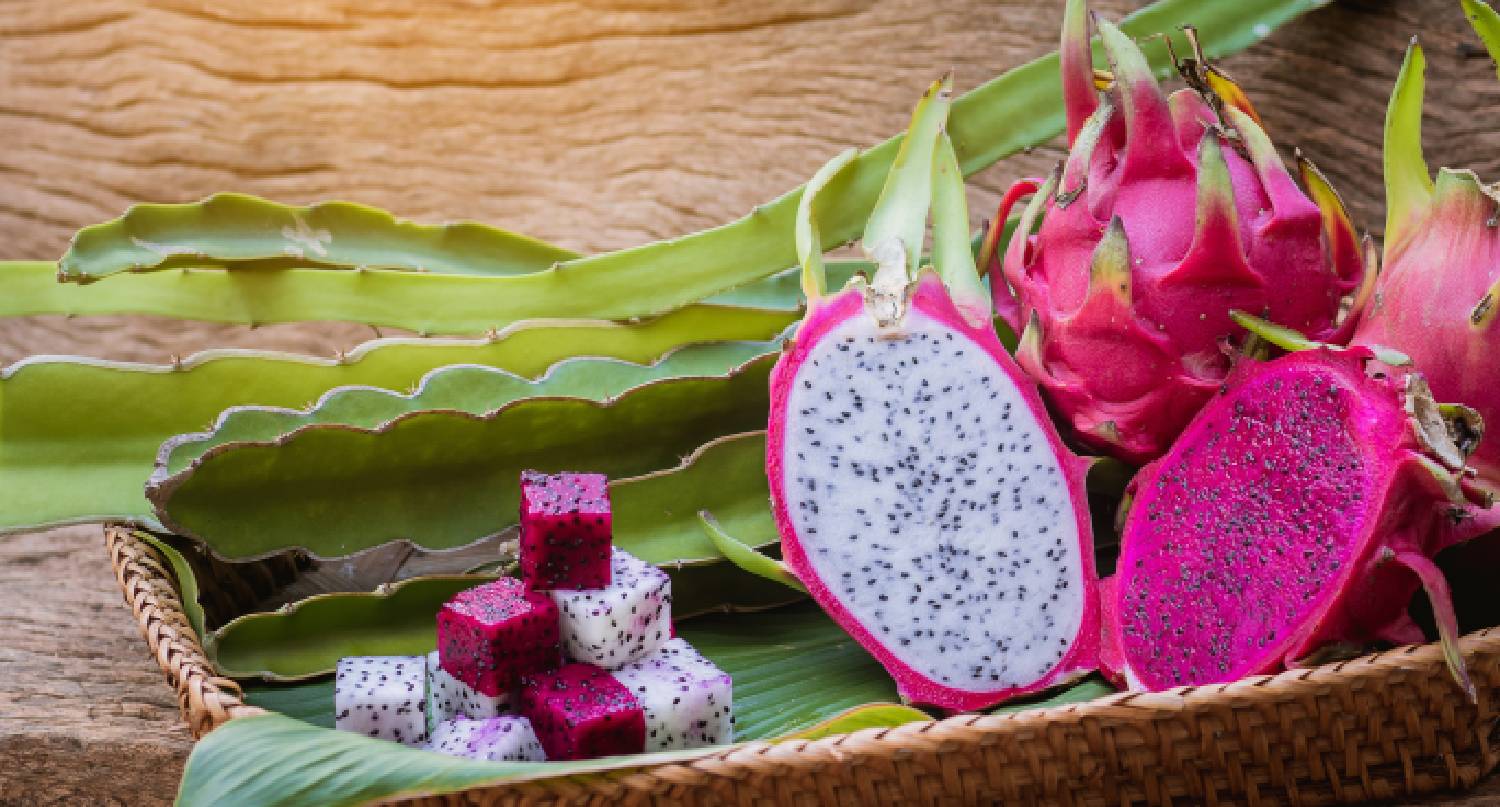 紅色和白色火龍果