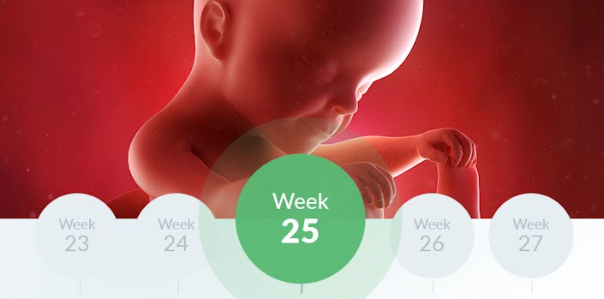 25th Week Of Pregnancy