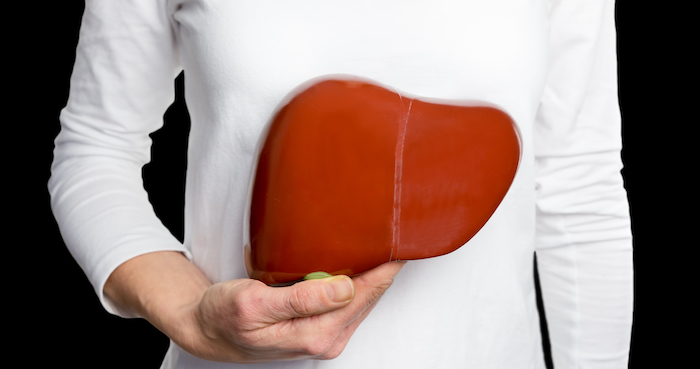 person holding a liver diagram