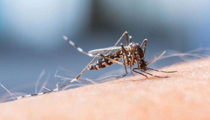 mosquito transmitting yellow fever